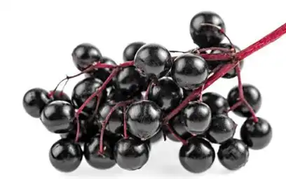 black elderberry