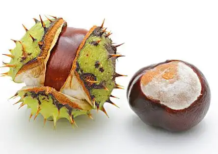aesculus chinensis bge aesculus chinensis bge