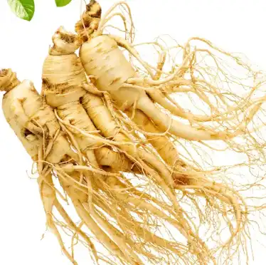panax ginseng panax ginseng
