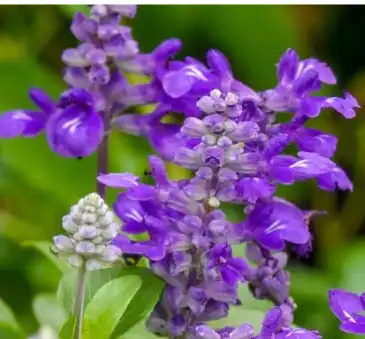 Salvia sclarea L