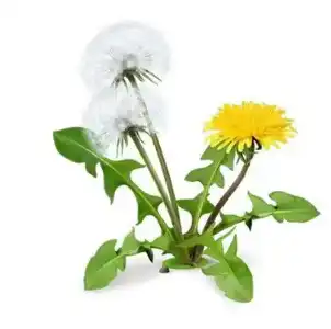 taraxacum mongolicum hand