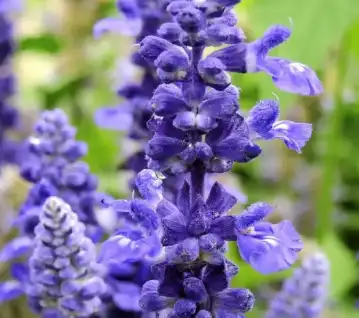 Salvia sclarea L Salvia sclarea L