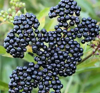 black elderberry black elderberry