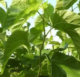 mulberry leaf mulberry leaf