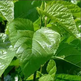mulberry leaf mulberry leaf