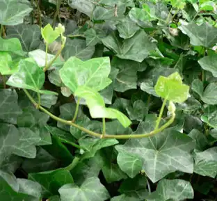 ivy leaf