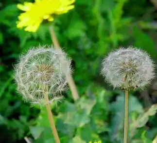 dandelion
