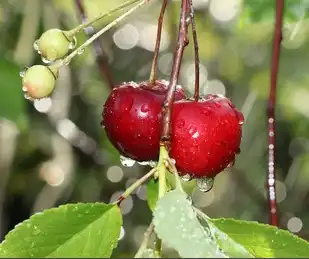 acerola cherry acerola cherry
