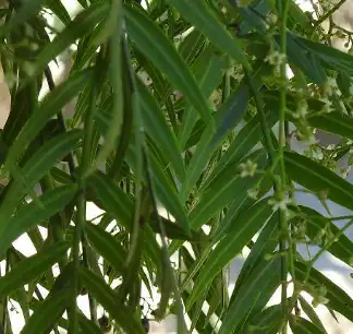 white willow