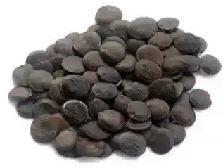 griffonia seed