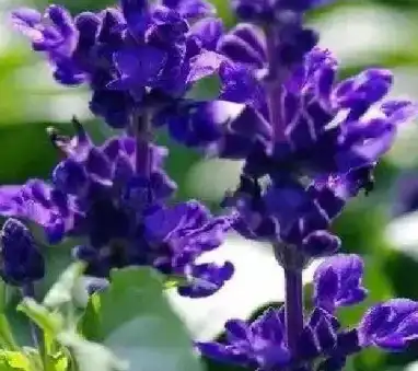 Salvia sclarea L
