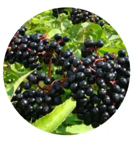 elderberry