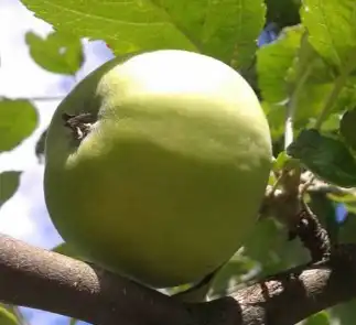 apple