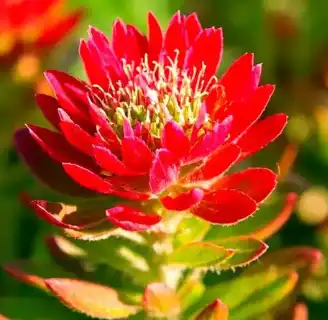 rhodiola rosea (prain ex hamet) fu