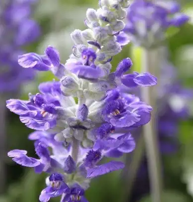 Salvia sclarea L