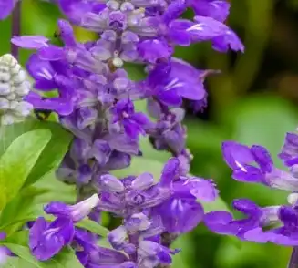 Salvia sclarea L Salvia sclarea L