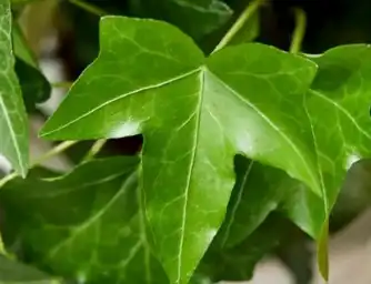 ivy leaf ivy leaf
