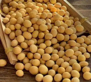 soybean soybean