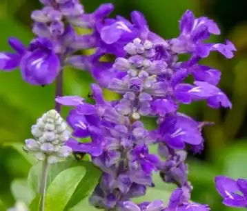 salvia sclarea l salvia sclarea l