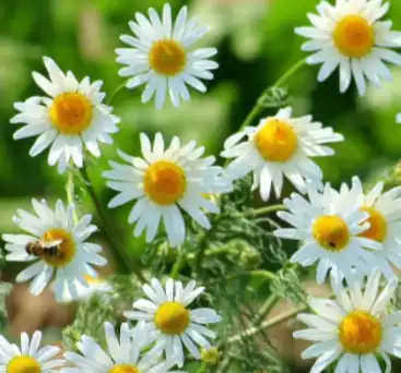 matricaria chamomilla l matricaria chamomilla l