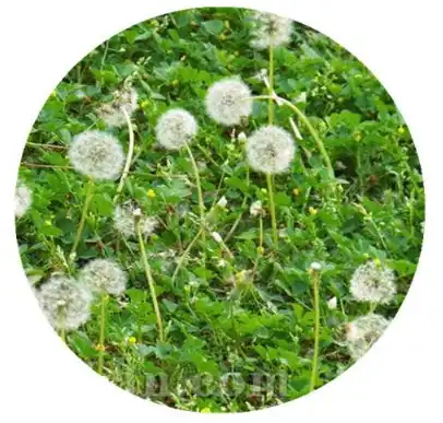 taraxacum mongolicum hand