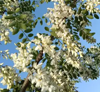 flos sophorae immaturus
