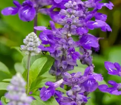 salvia sclarea l