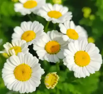 matricaria chamomilla l matricaria chamomilla l