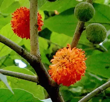 broussonetia papyrifera