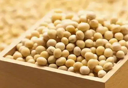 soybean soybean