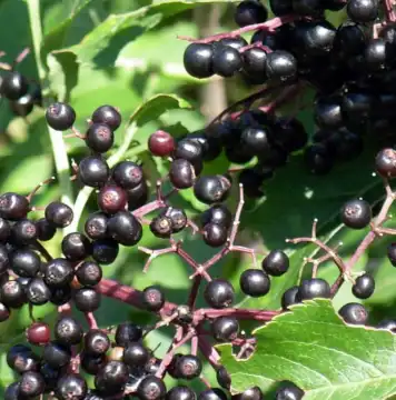 sambucus williamsii hance