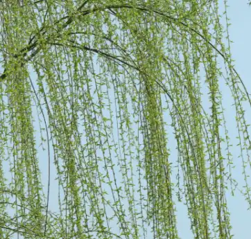 salix alba l. salix alba l.
