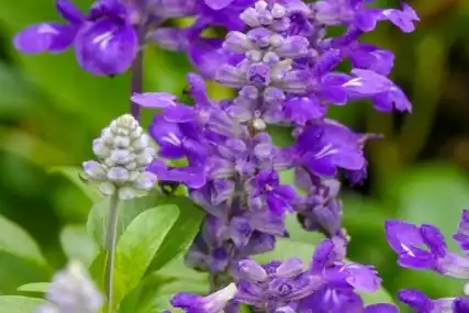 salvia sclarea l