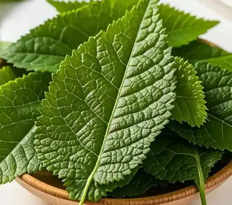 mulberry leaf