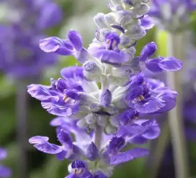 salvia sclarea l salvia sclarea l