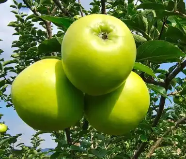 apple peel apple peel
