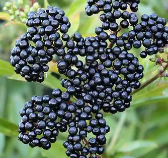 sambucus williamsii hance sambucus williamsii hance
