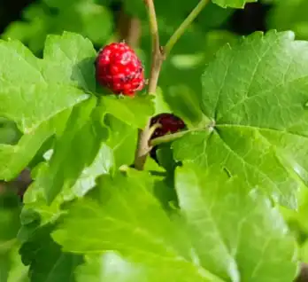 morus alba l morus alba l