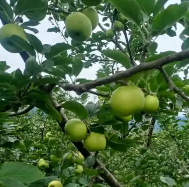 apple