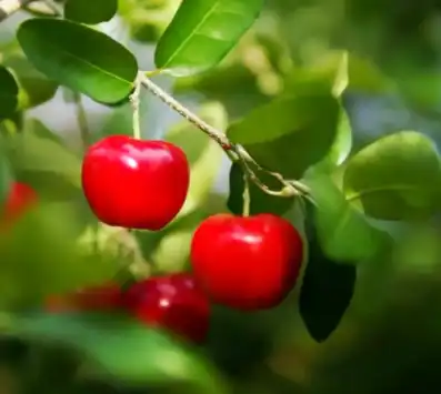 acerola cherry