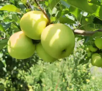 apple apple