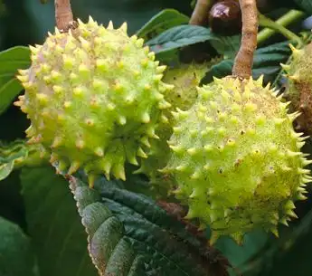  aesculus chinensis bge