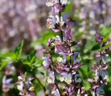 salvia sclarea l