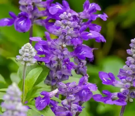 salvia sclarea l salvia sclarea l