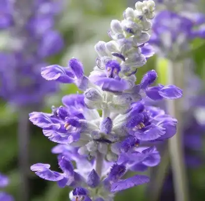salvia sclarea l salvia sclarea l