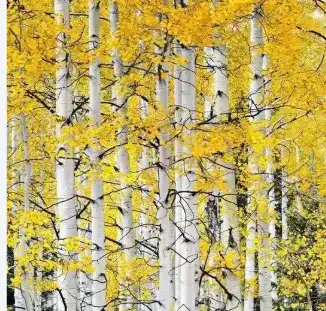 betula platyphylla suk betula platyphylla suk