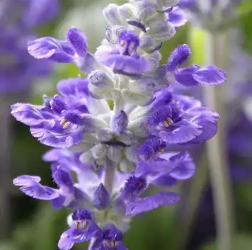 salvia sclarea l salvia sclarea l