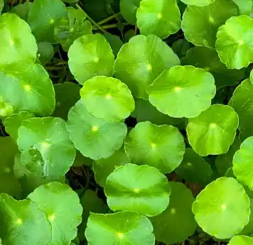 centella asiatica(l.) urban