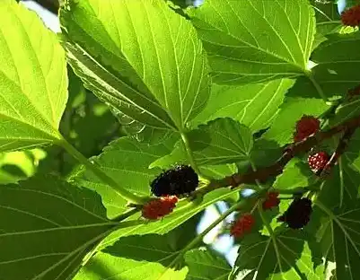 mulberry leaf