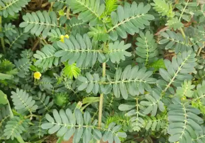 tribulus terrestris tribulus terrestris
